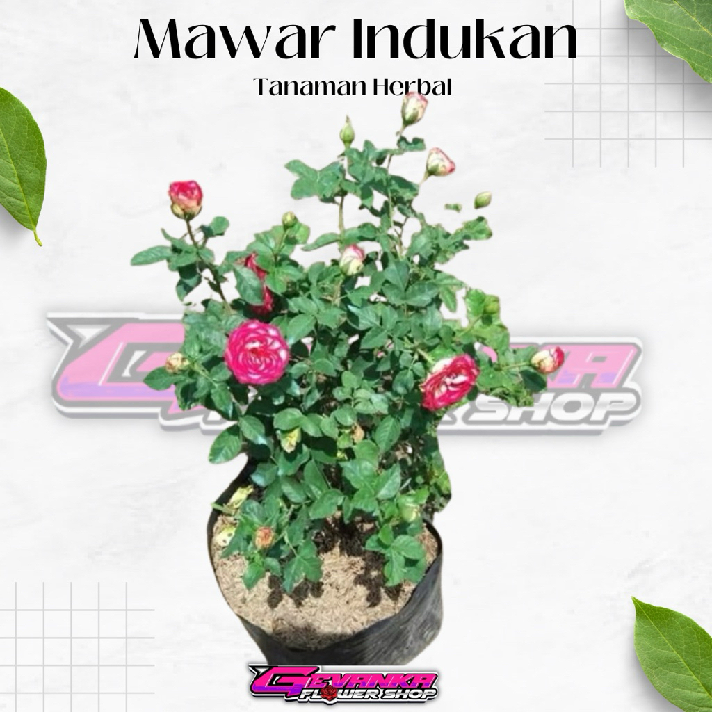 Mawar Holland Indukan Size Besar