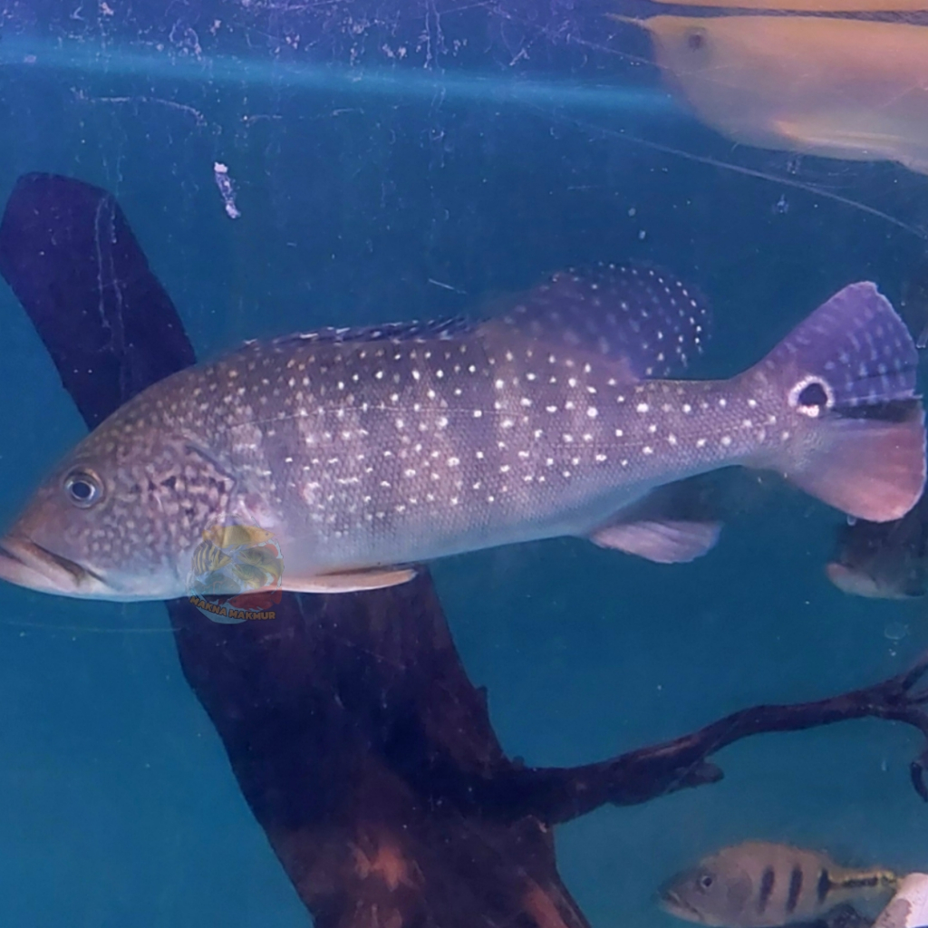 pbass jumbo pinima azul mono kelbery size besar sehat