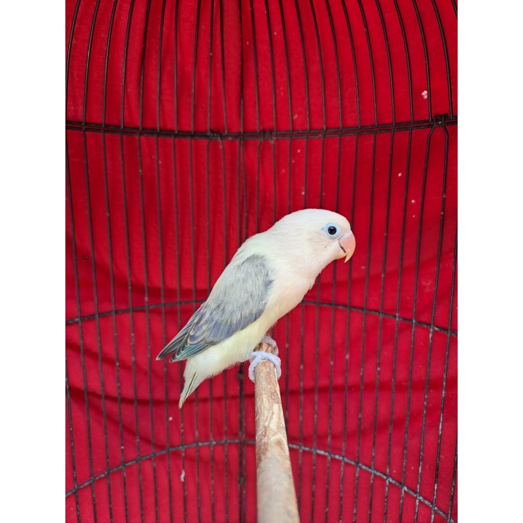 Lovebird Paud Biola AquaBlue2 Euwing Violet/Pale Fallow (PF)