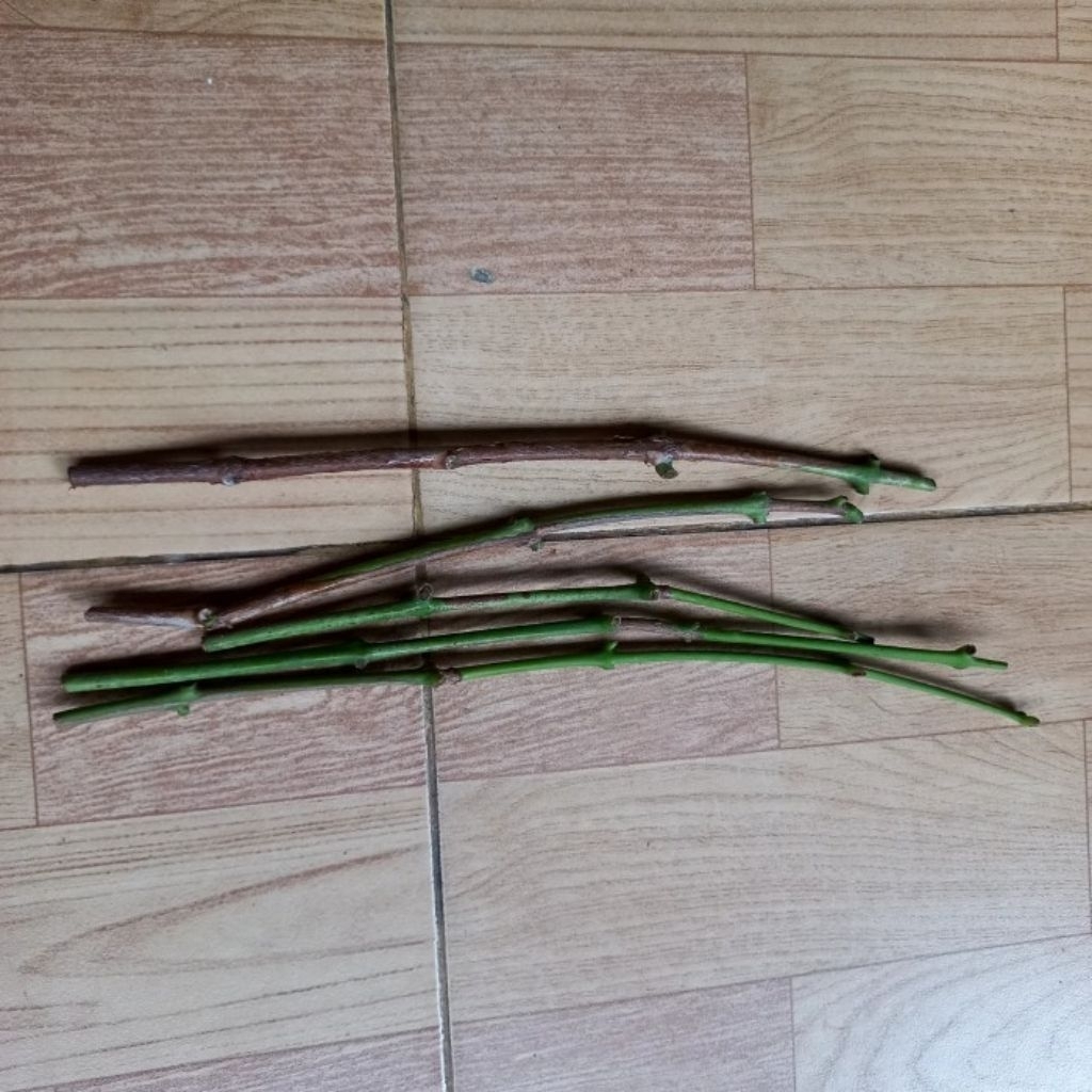 Entries Jambu Air Salju