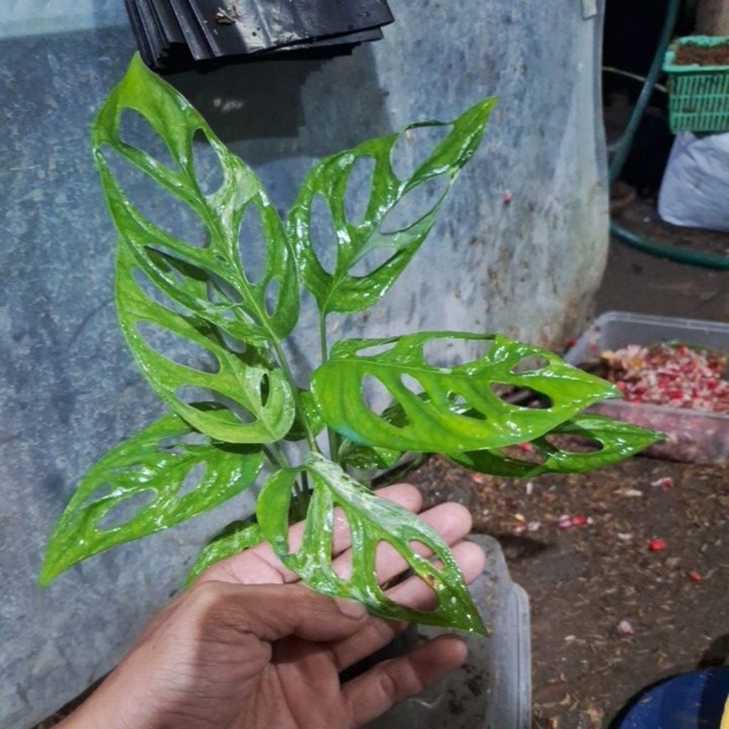 tanaman hias janda bolong variegata ( Monstera adansonii variegata )