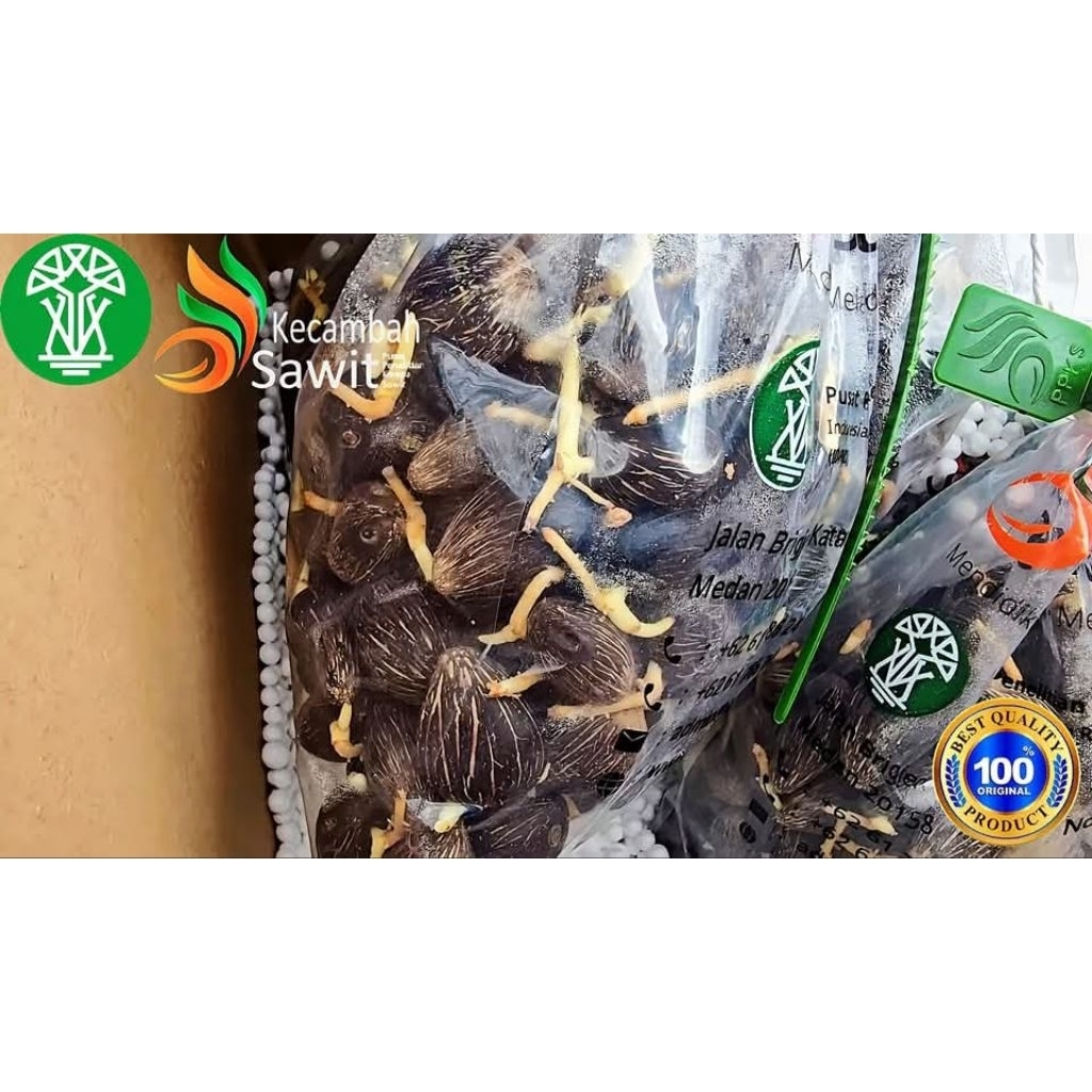 kecambah sawit PPKS MEDAN bersertifikat