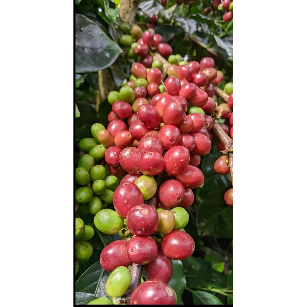 BIBIT KOPI ARABIKA GAYO ATENG SUPER (sistem pagar)1kg COD