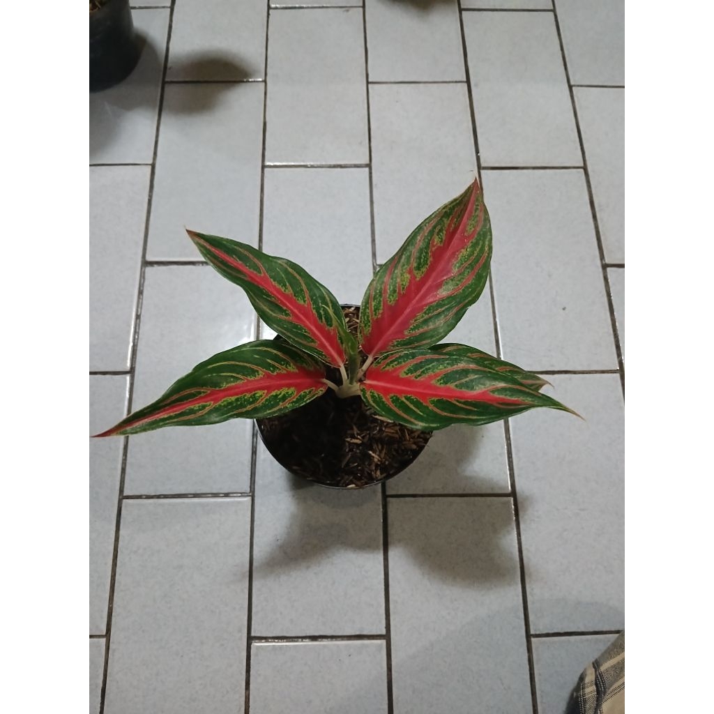 aglaonema anakan red sunset