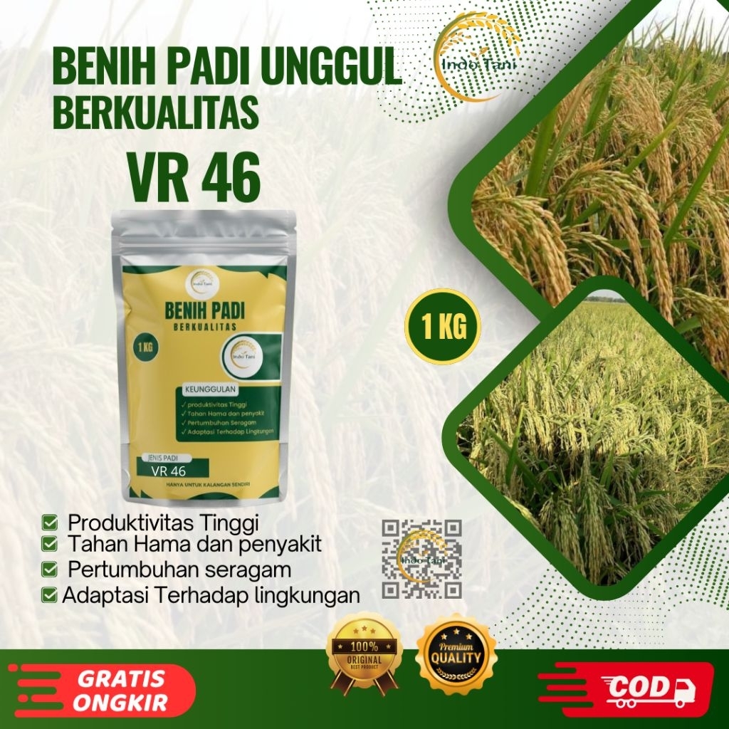 Benih Bulir Bibit Padi unggul Varietas VR 46 (Velos rice 46) Kemasan 1kg kualitas super 85 Hari