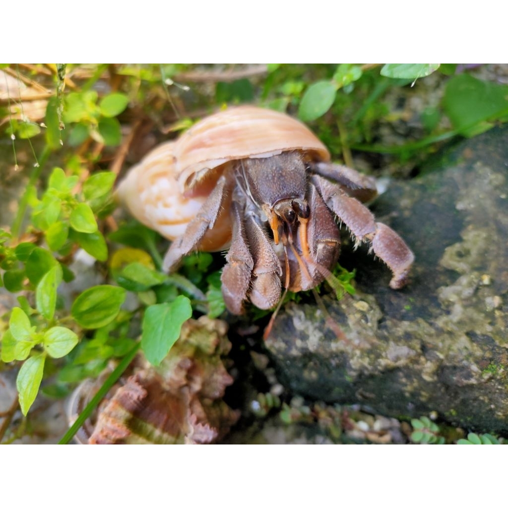 Paket Kelomang Rugosus Size M–L | Hermit Crab Hidup Sehat | Warna Cantik & Aktif