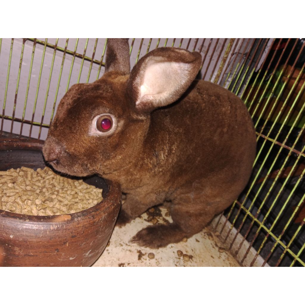 Kelinci Indukan Rex Pure 7bulan Asli Bulu Karpet Halus Tebal
