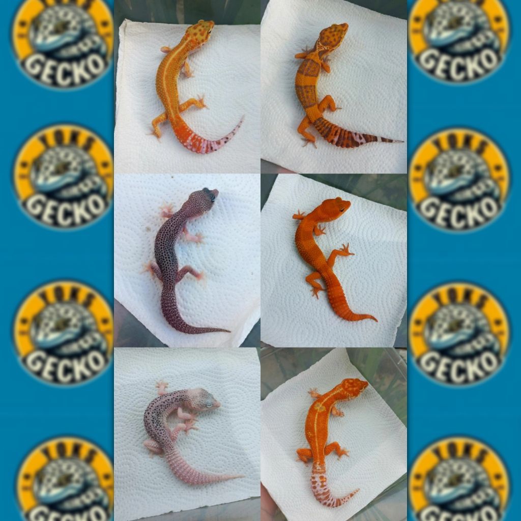 MAINAN GECKO DEWASA RANDOM