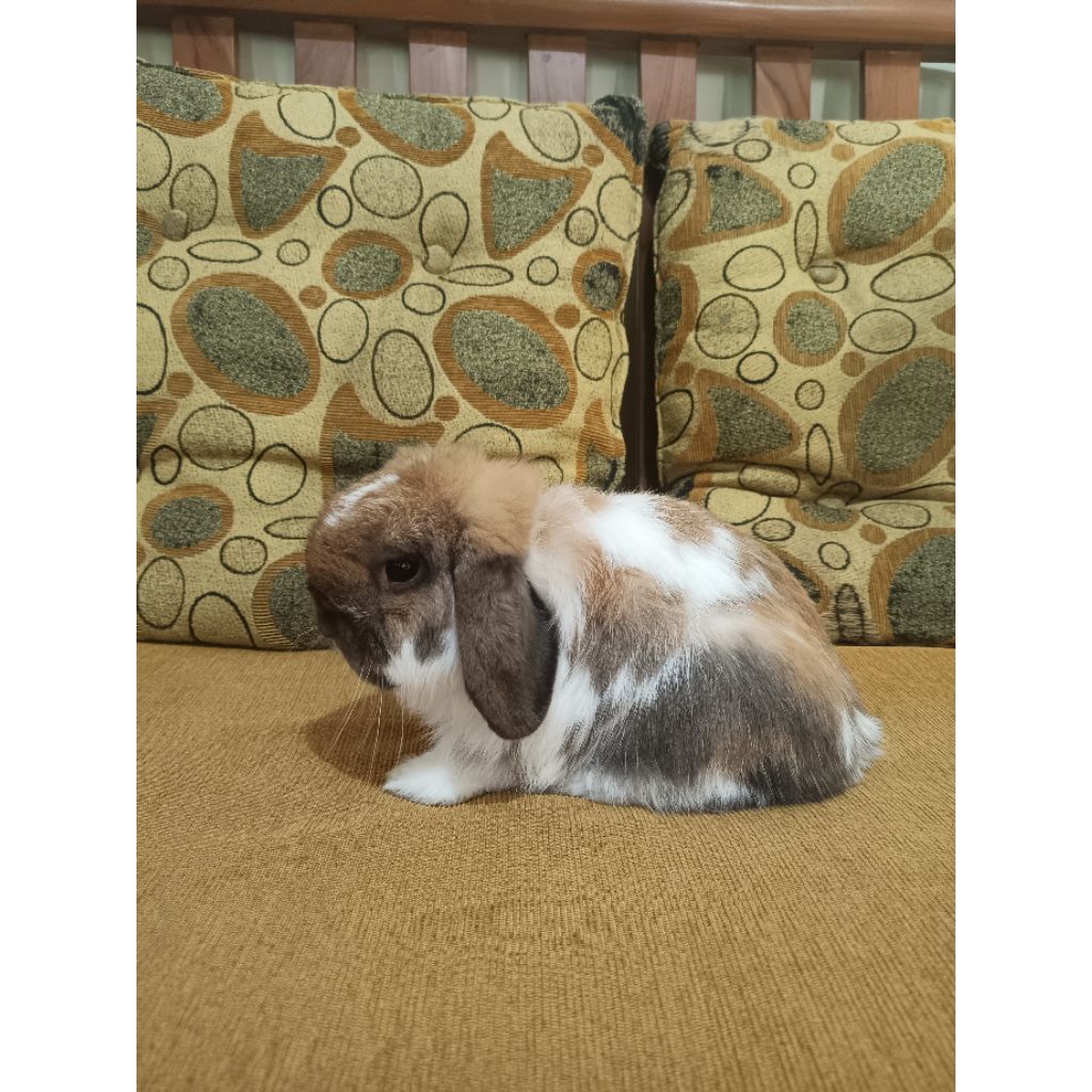 Kelinci Holland Lop