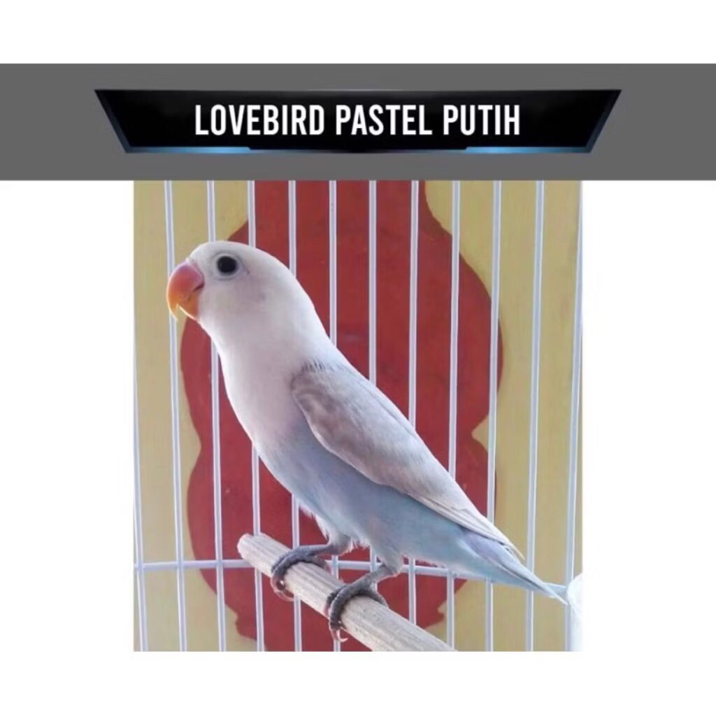 lovebird pastel putih pilihan
