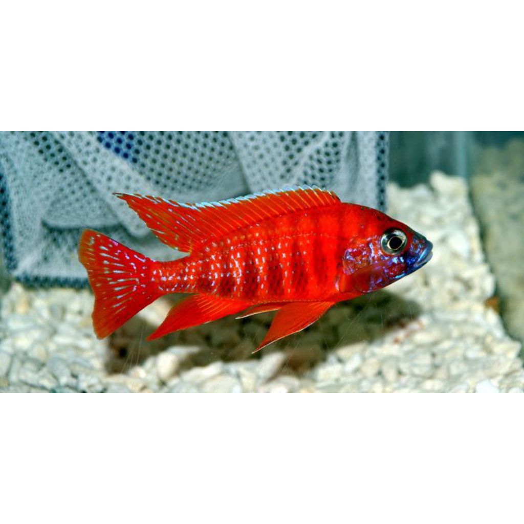 Red Rubin Cichlid Pure | Cichlid Afrika