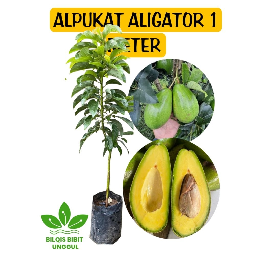BIBIT BUAH ALPUKAT ALIGATOR JUMBO TINGGI 1 METER