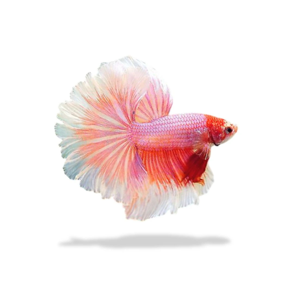 (Seafood) Cupang Halfmoon Pink