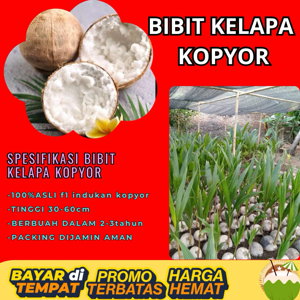 KUALITAS UNGGULAN  Bibit Kelapa Kopyor Madu, Bibit Kelapa Kopyor Super, Bibit Kelapa Kopyor Terdekat