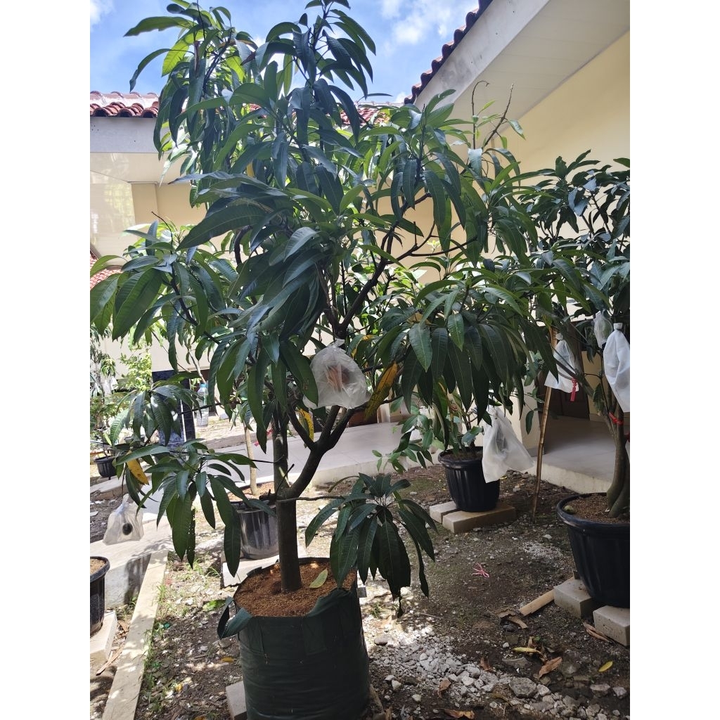 mangga miyazaki berbuah