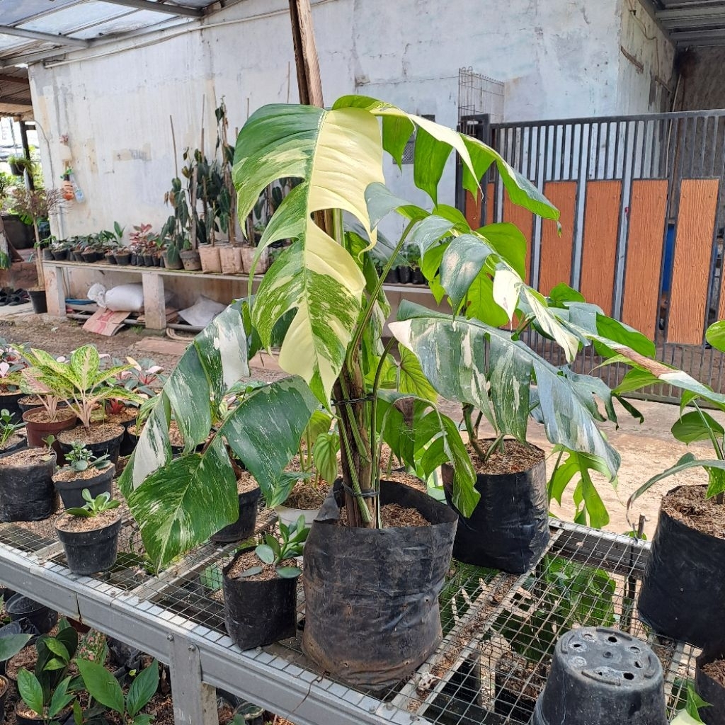 Tanaman Hias Monstera Epipremnum Varigata (Ekor naga Varigata)