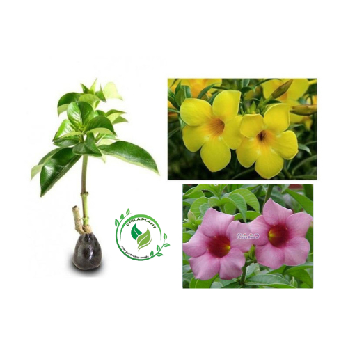 Alamanda berbunga - tanaman hias alamanda - tanaman hias bunga alamanda