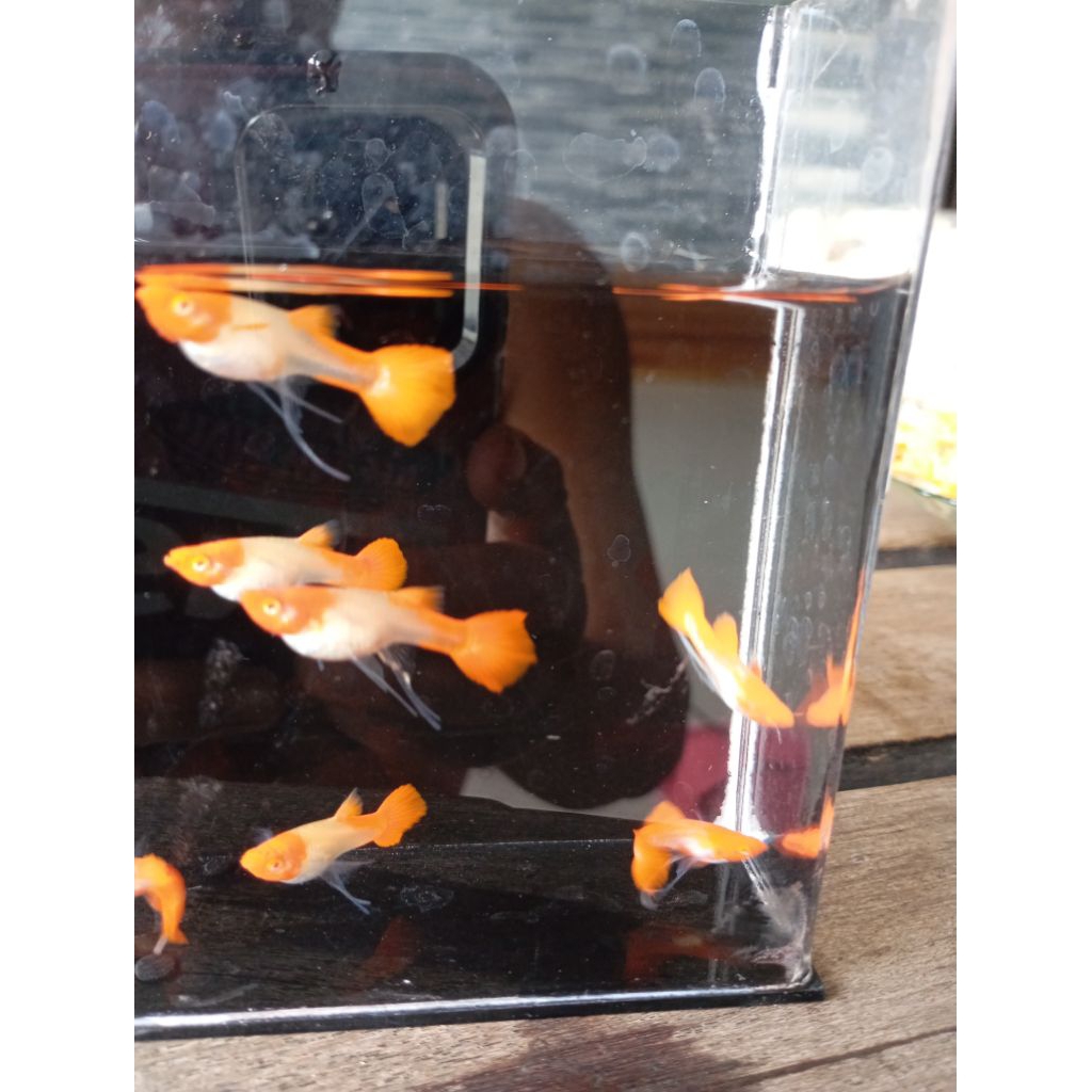 HiasanAquariumAlbinoKoiRibbon