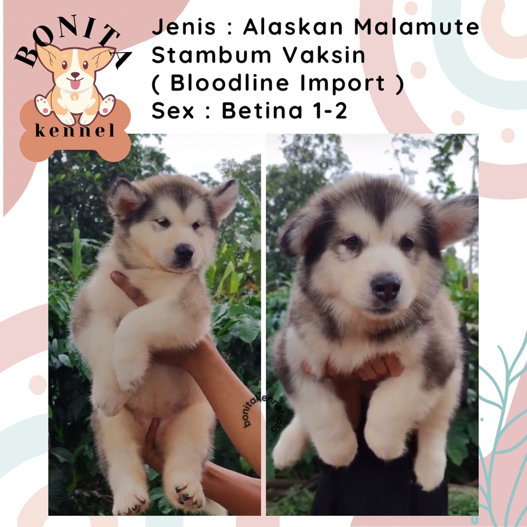 Alaskan Malamute Stambum Red Cooper Grey Jantan Betina Anak Anjing Alaskan