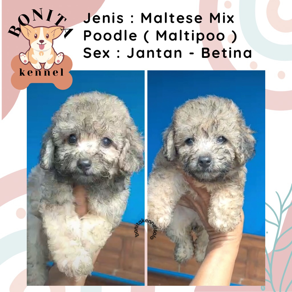 Maltese Mix Poodle Maltipoo Anjing Maltis Poodle Maltipo