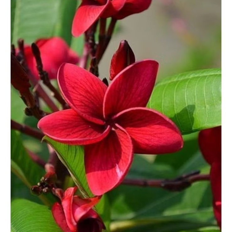 (stek batang) Kamboja bali bunga merah / Pohon Kamboja bali hidup