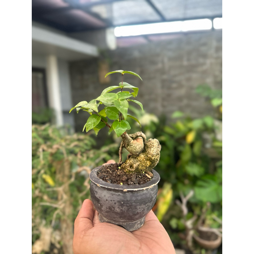Bonsai Dewandaru
