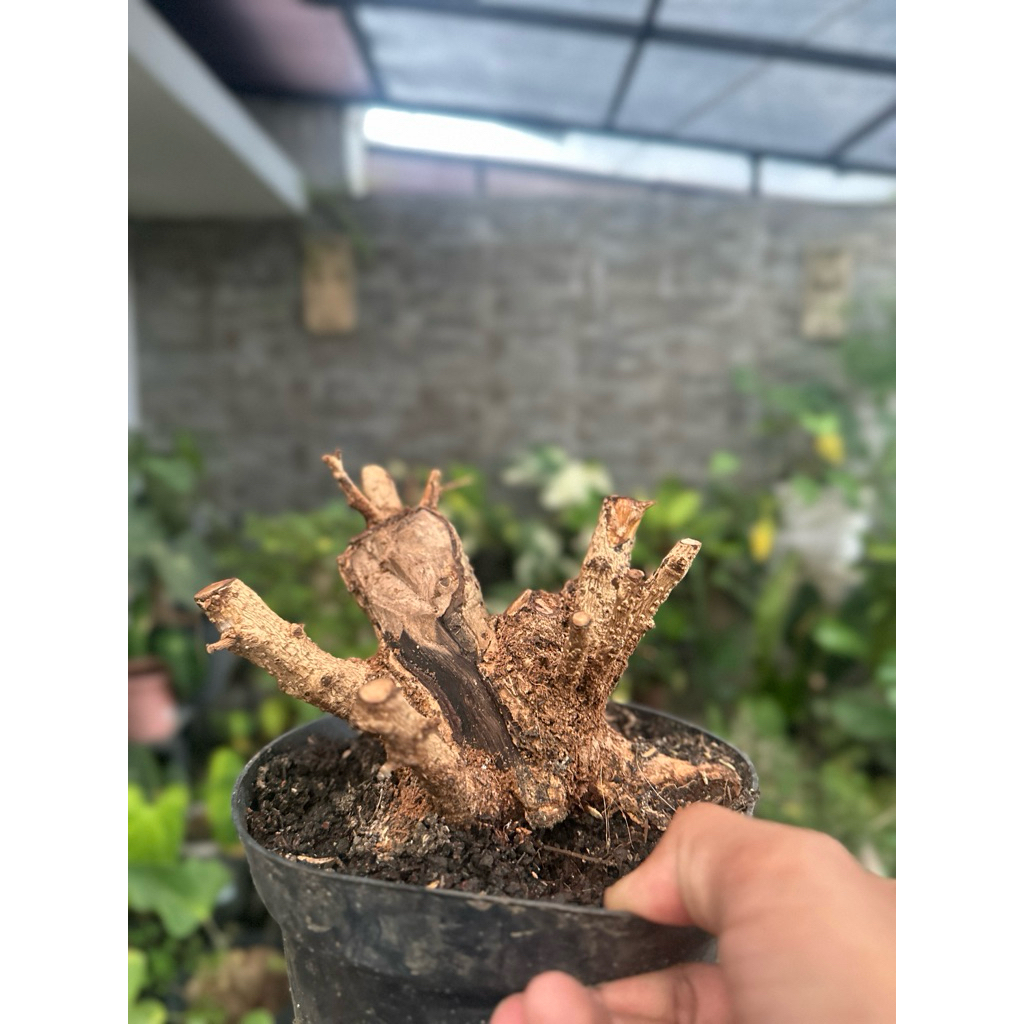 Bonsai Hokiantea Bogel