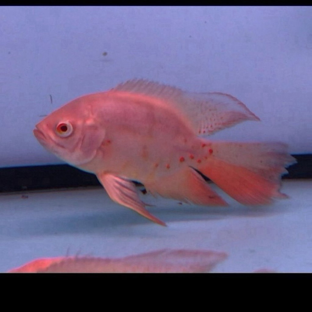 Oscar Tiger Albino Slayer import Thailand 12-13cm