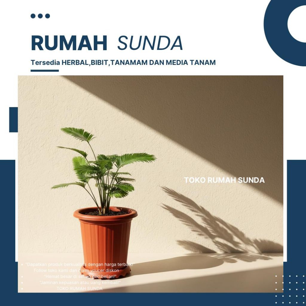 Palem Paris Mini / Tanaman Palem Mini Beli 5 Gratis 3