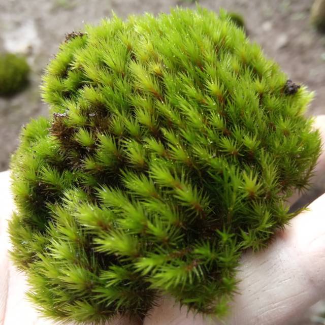 100 Gram Lumut Hidup Asli Hutan Forest Moss Cover Bonsai dan Media Tanam - Tanaman Hias