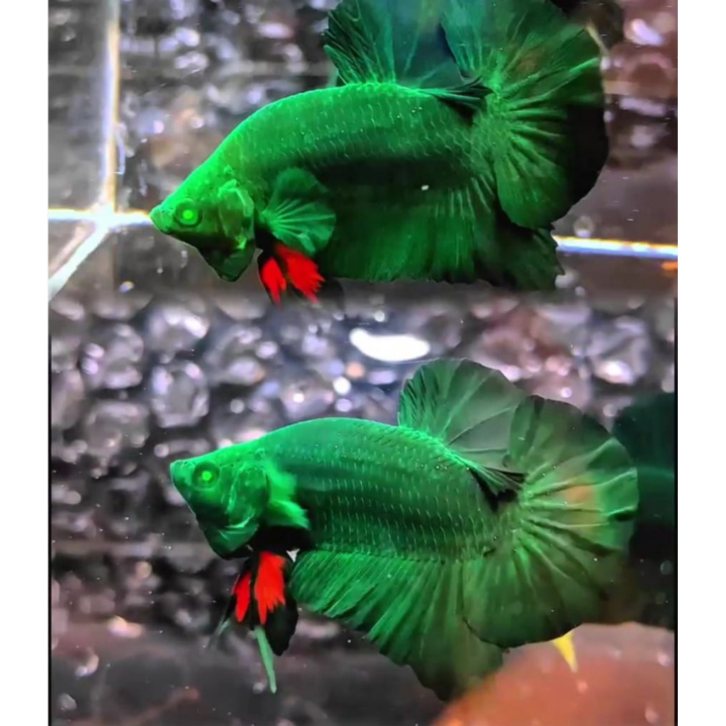 ikan cupang avatar hulk dewasa indukan male mata hijau