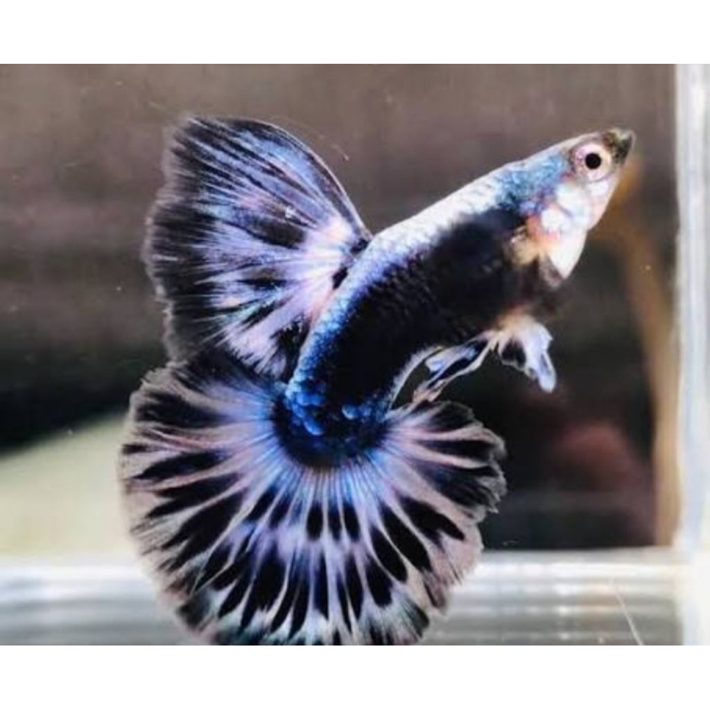 gupy blue ivory sepasang