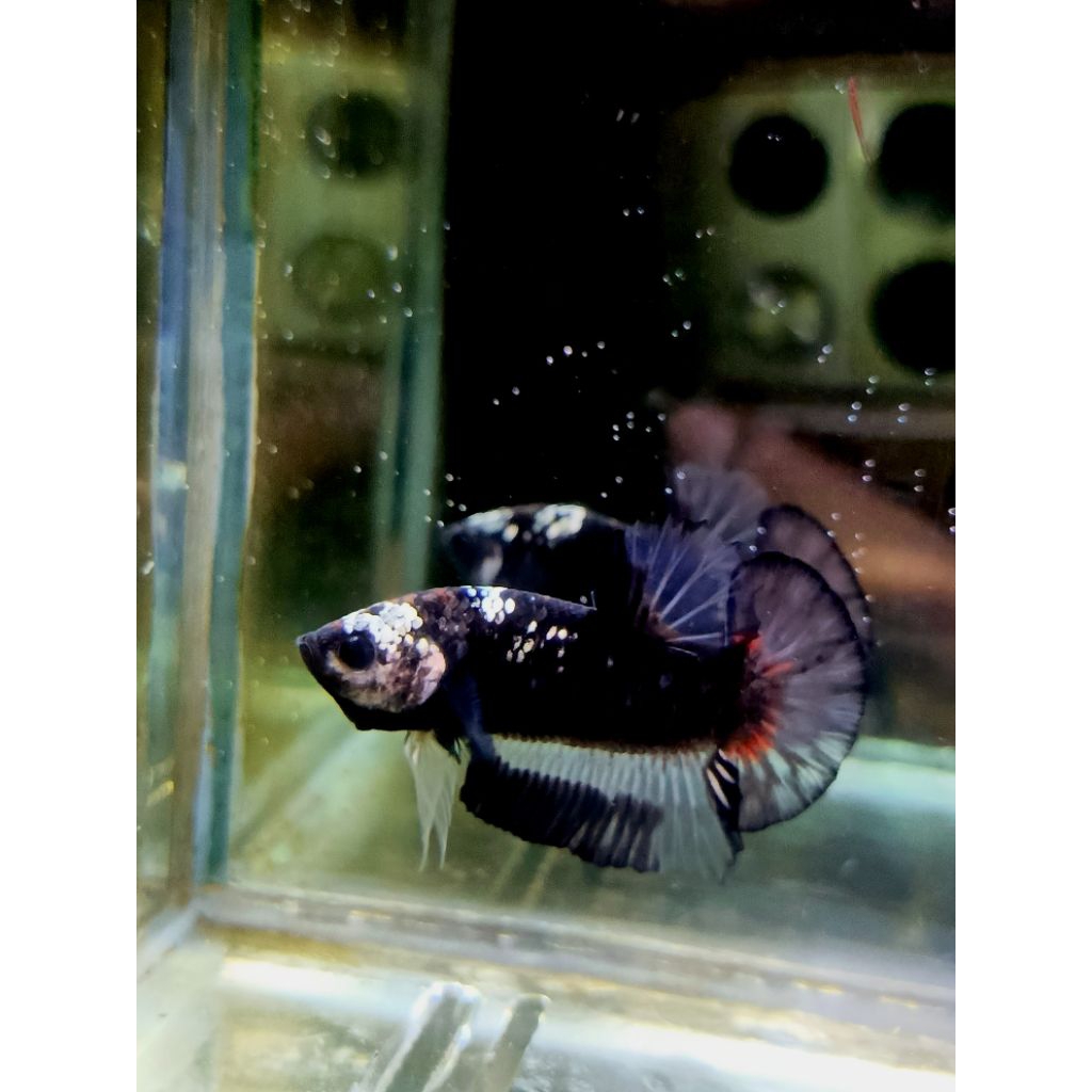 Bahanan Avatar Cooper Nemo