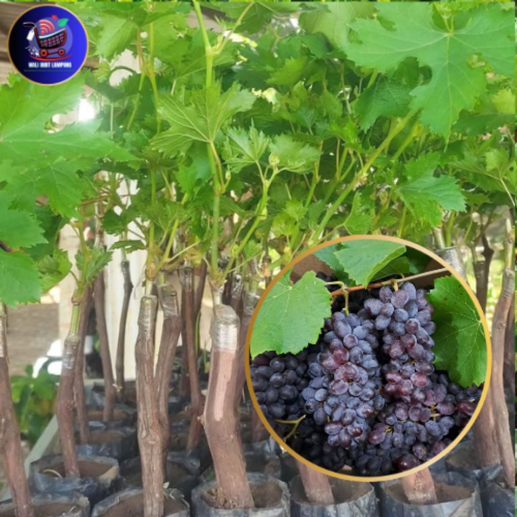 Bibit anggur import super genjah bibit sambung pucuk dari indukan berkualitas