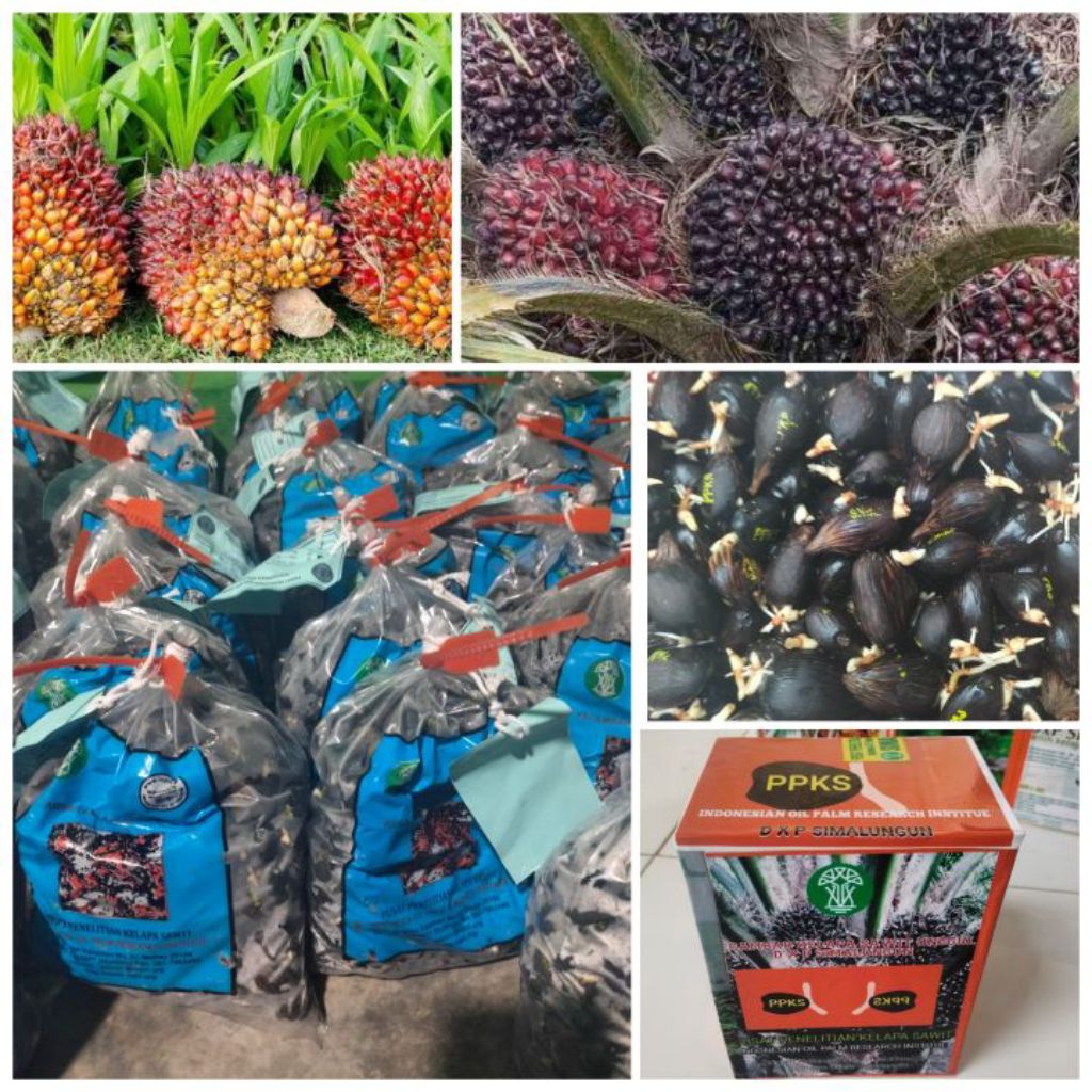 Bibit Kecambah Sawit Simalungun Unggul Bersertifikat
