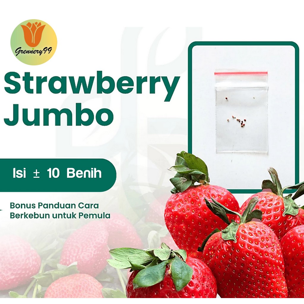 Benih Buah Strawberry Jumbo Unggul
