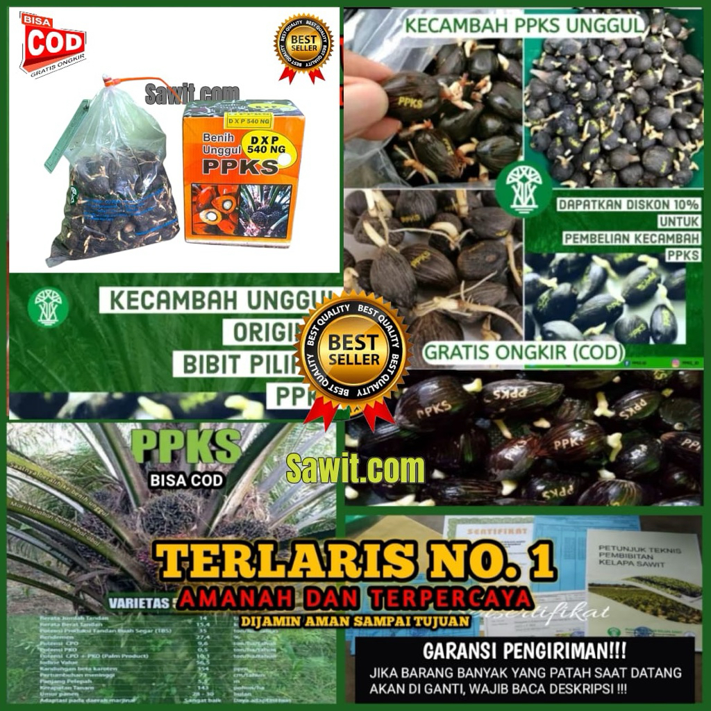 BIBIT BENIH SAWIT PPKS MEDAN UNGGUL BERSERTIFIKAT RESMI