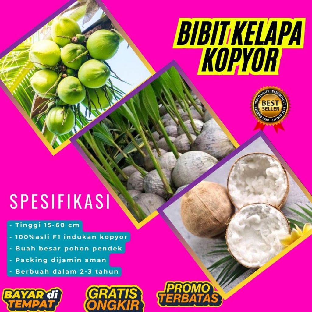POHON PENDEK  Bibit Kelapa Kopyor Harga, Bibit Kelapa Kopyor Jelly, Bibit Kelapa Kopyor Jelly Thaila