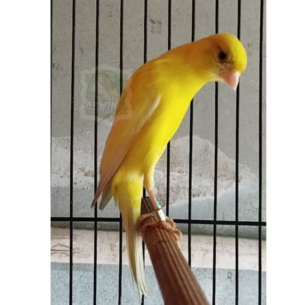 Sf foi 25 gacor sesuai video