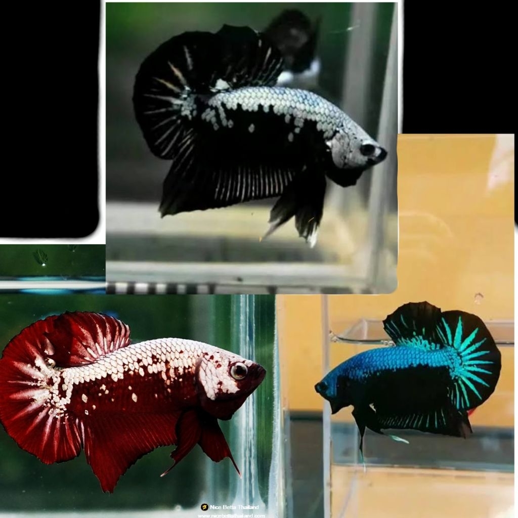 cupang plakat samurai red/ green/ black