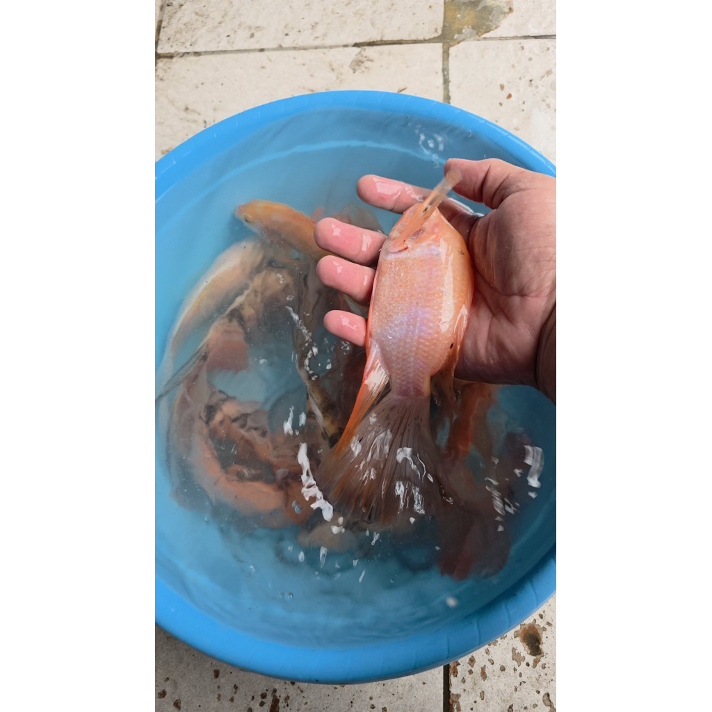 ikan hias nila slayer nila kumpay hanya instan