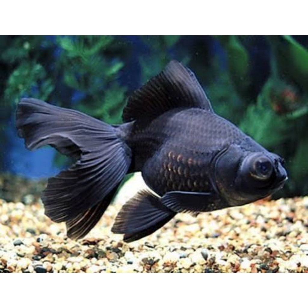 ikan hias koki / goldfish black moore size S