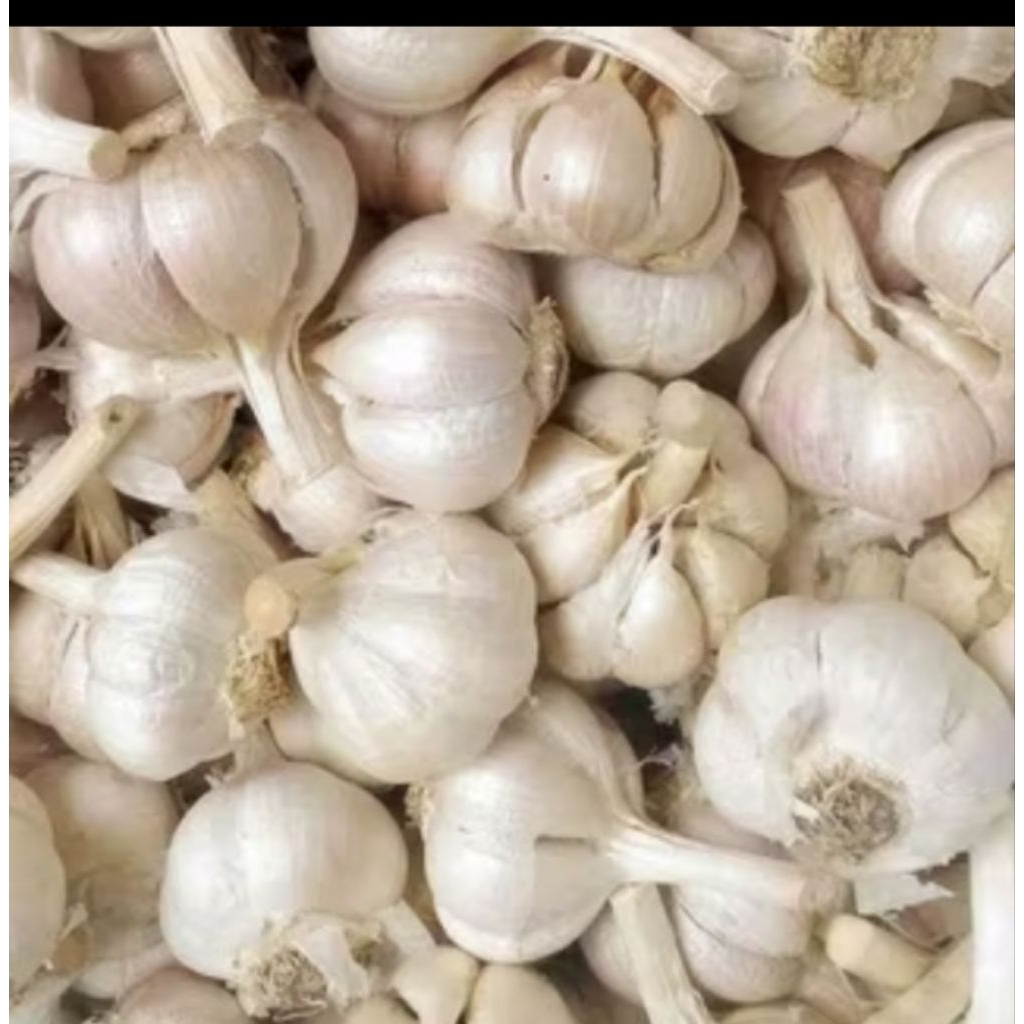 Bawang Putih kating 1kg Siung besar Padat