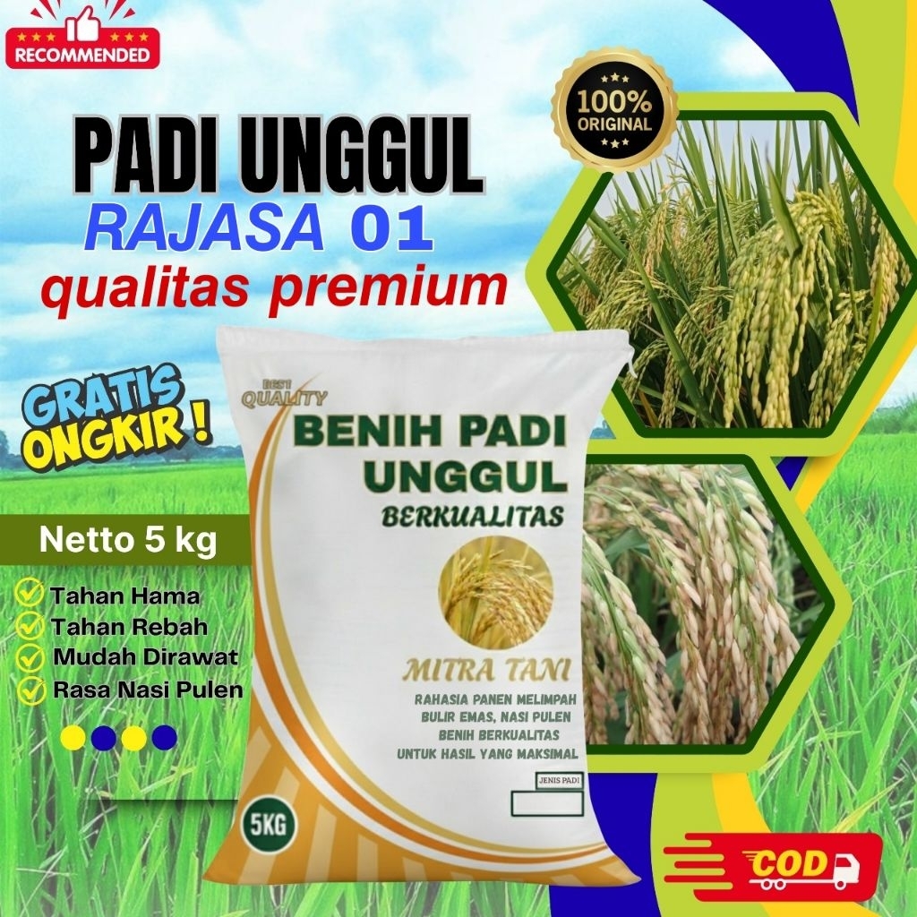 bibit padi rajasa 01 kemasan 5kg