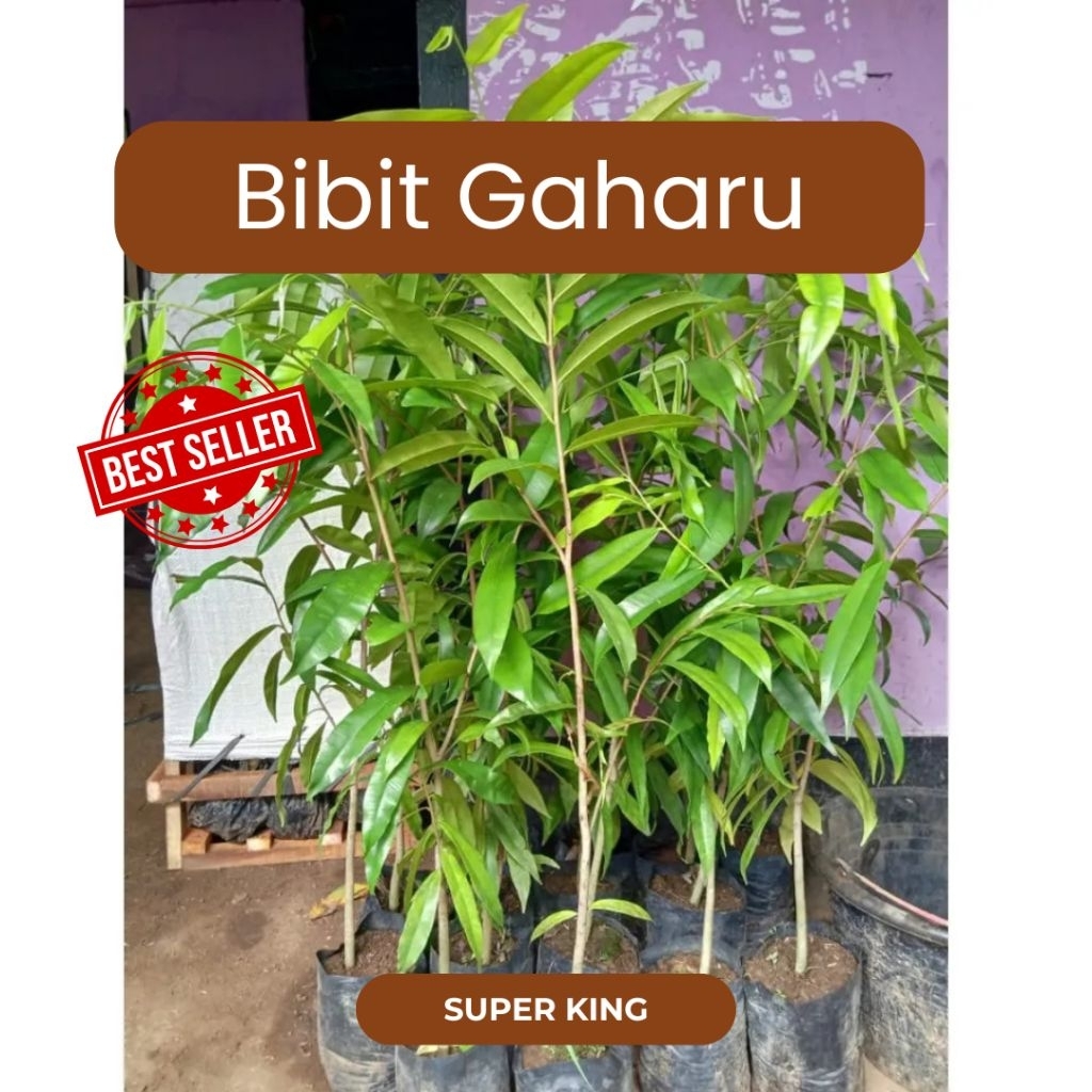 Bibit gaharu super king asli wangi 2 pohon (COD)