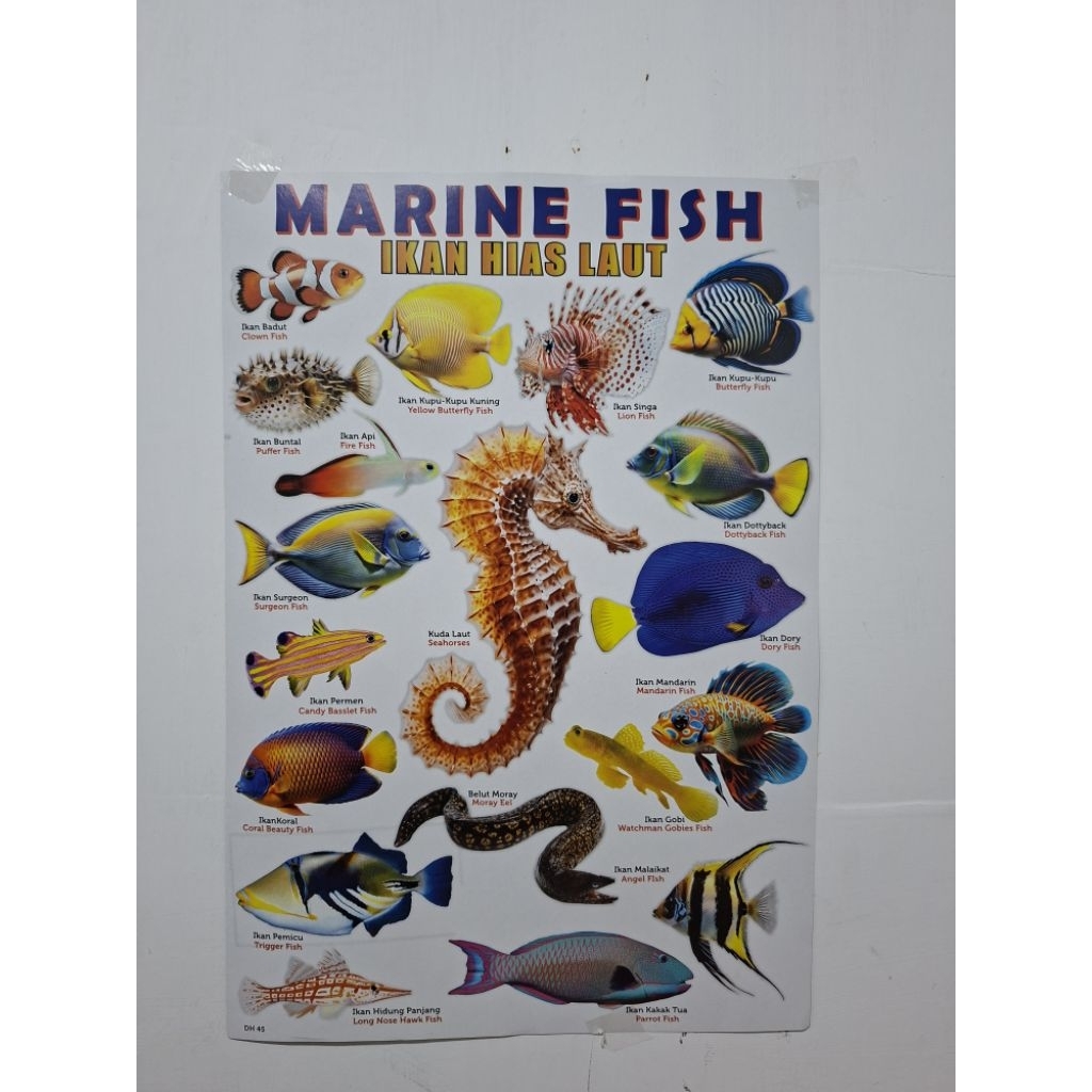 Poster Hewan Laut / ikan Hias Laut