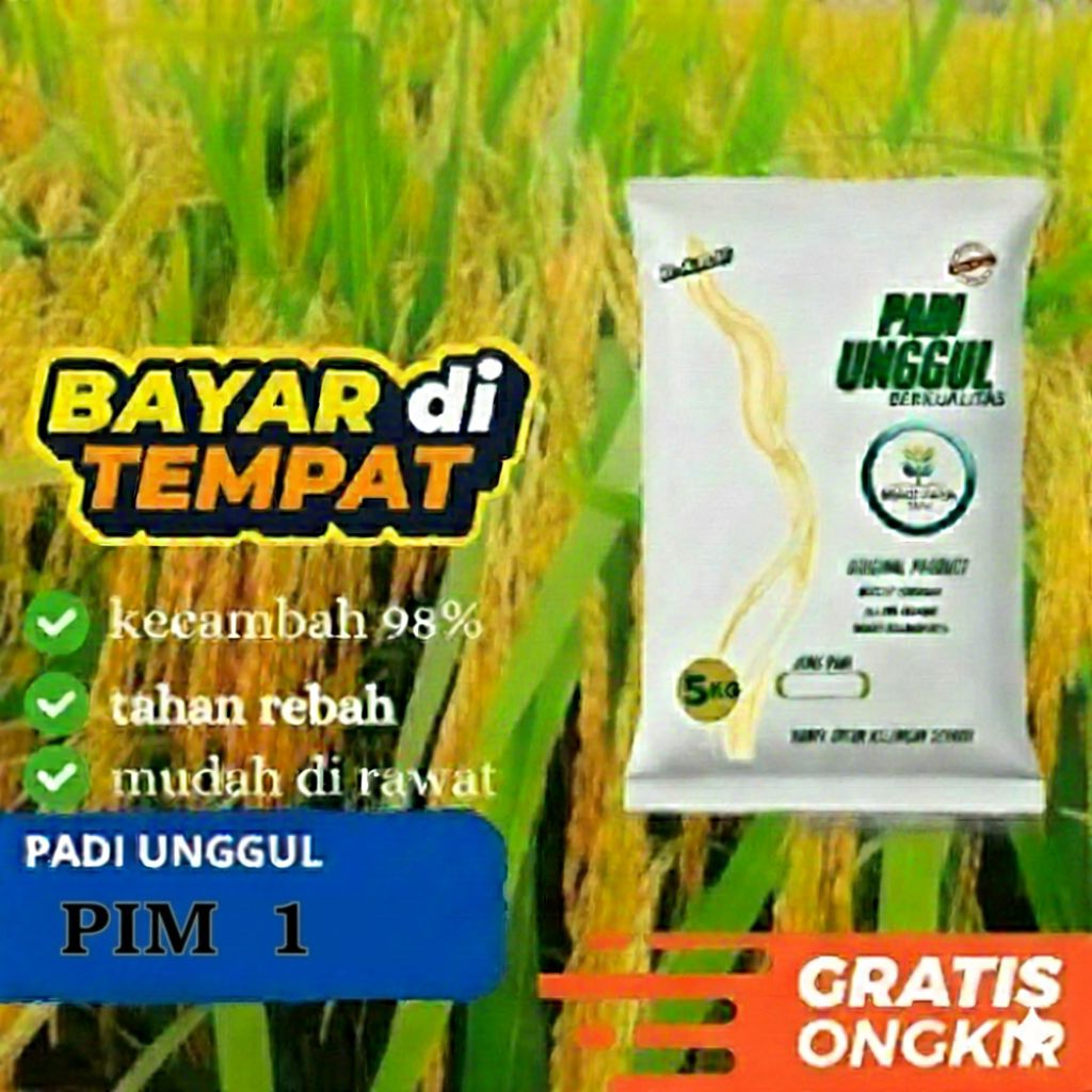 Benih padi unggul PIM 1 kemasan 5 kg kualitas original premium