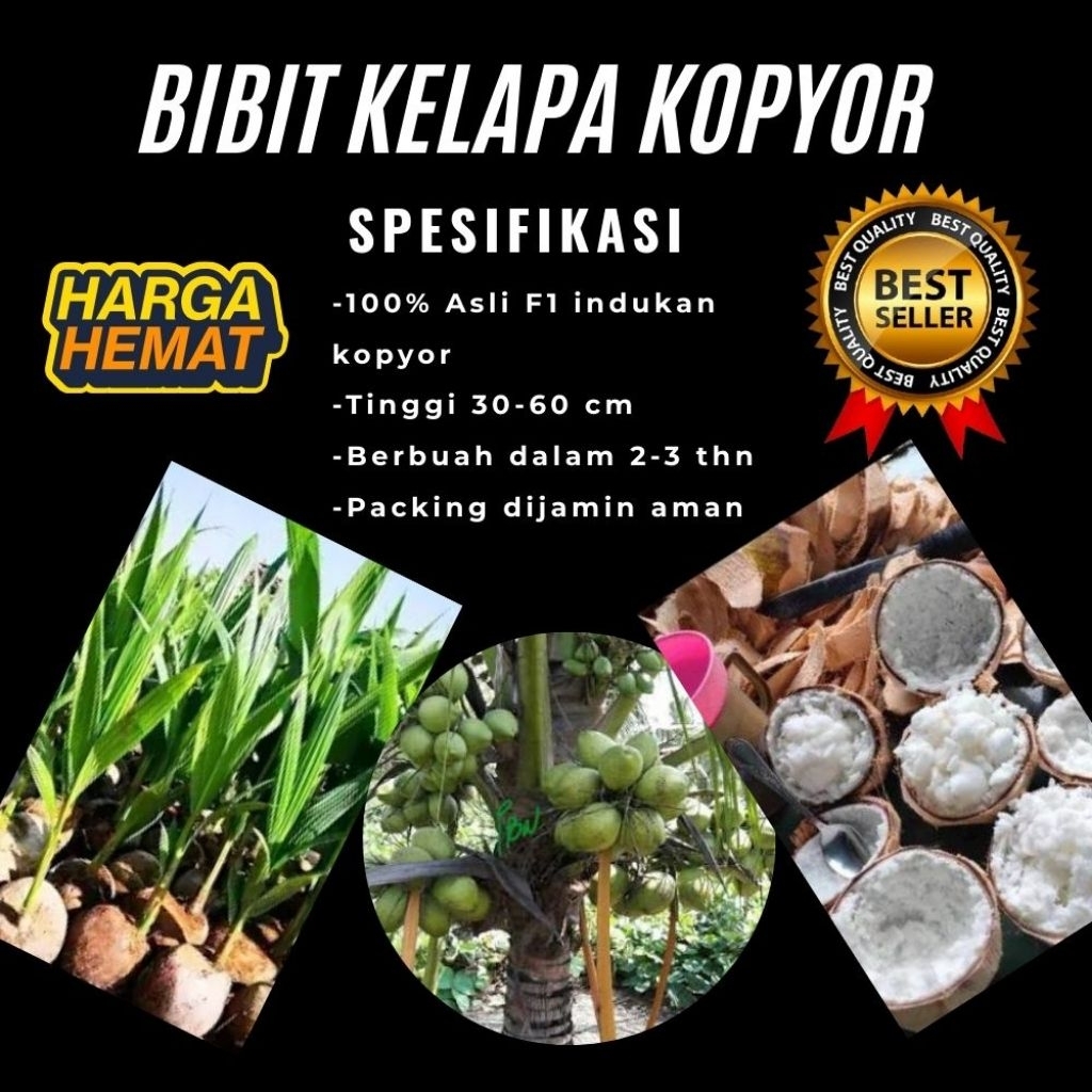 DIJAMIN ASLI  Pohon Kelapa Kopyor Kultur Jaringan