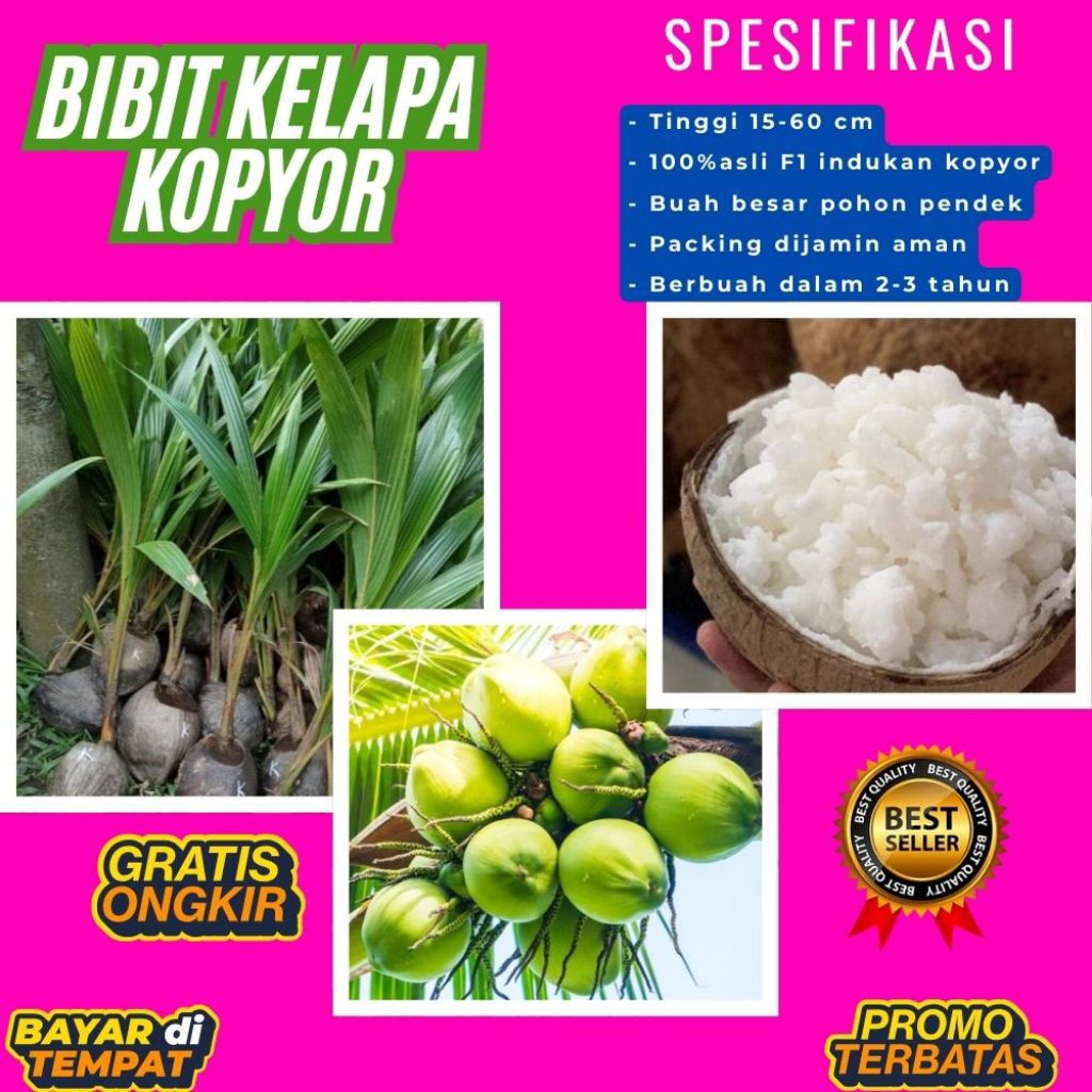 TERPERCAYA  Bibit Kelapa Kopyor Trubus