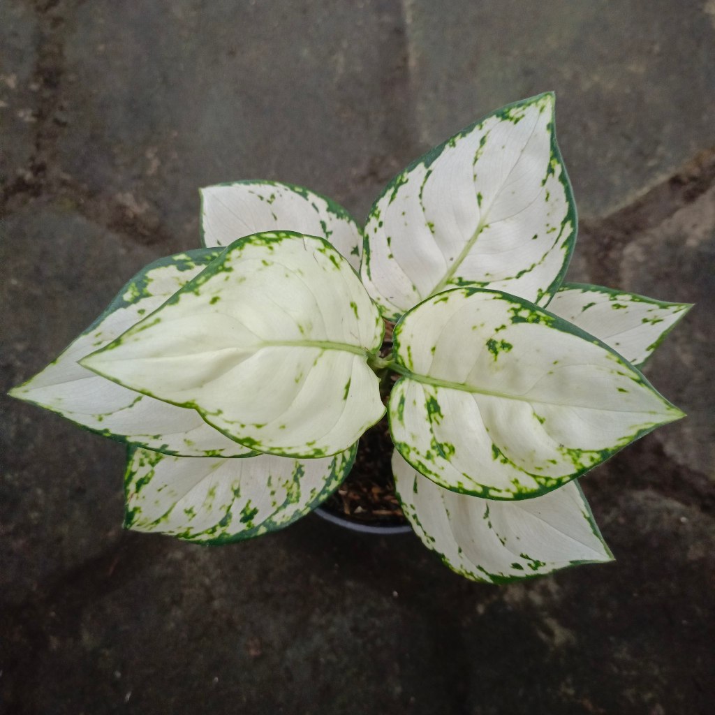 Aglaonema Super White